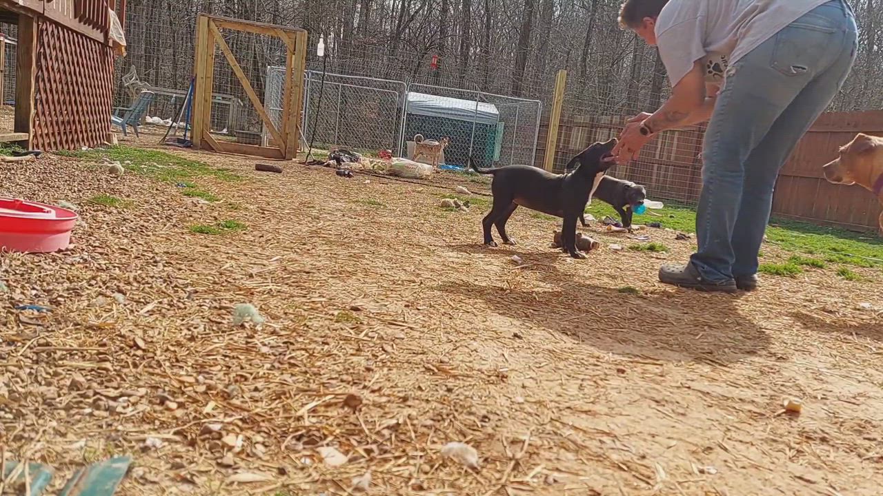 Enlarge Opal , a Adopted Pit Bull Terrier in Toney, AL video 4/7