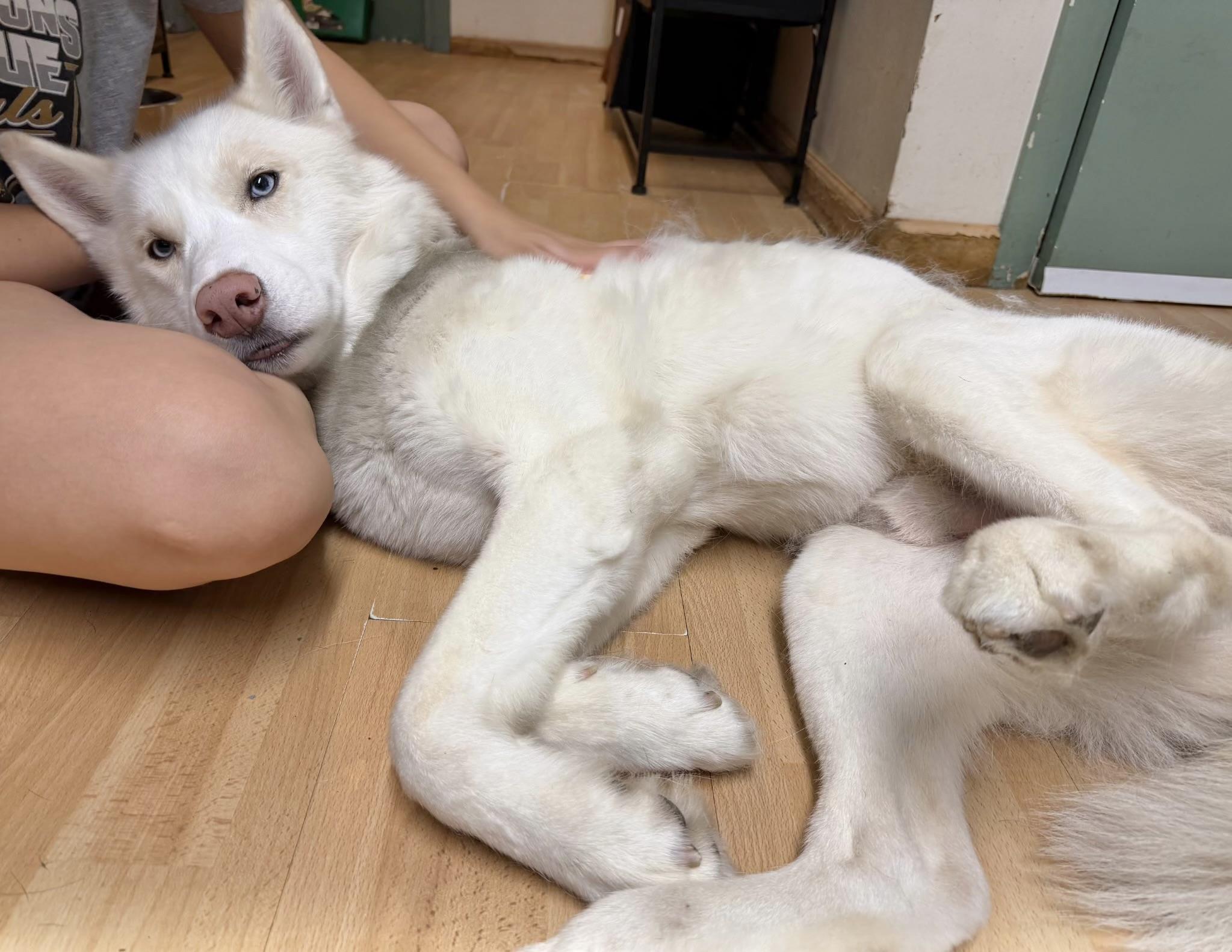Enlarge Samson, an adopted Husky in Manchester, CT image 2/3