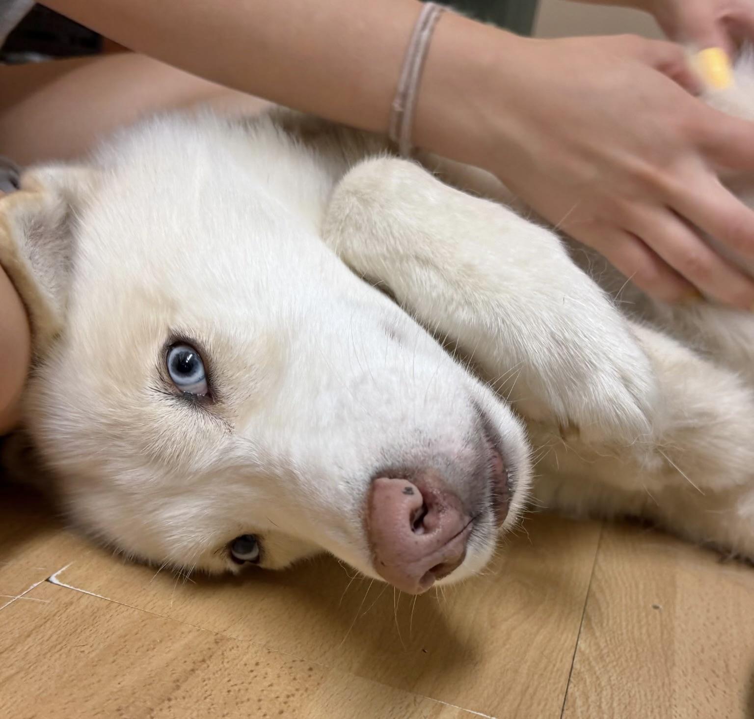 Enlarge Samson, an adopted Husky in Manchester, CT image 3/3