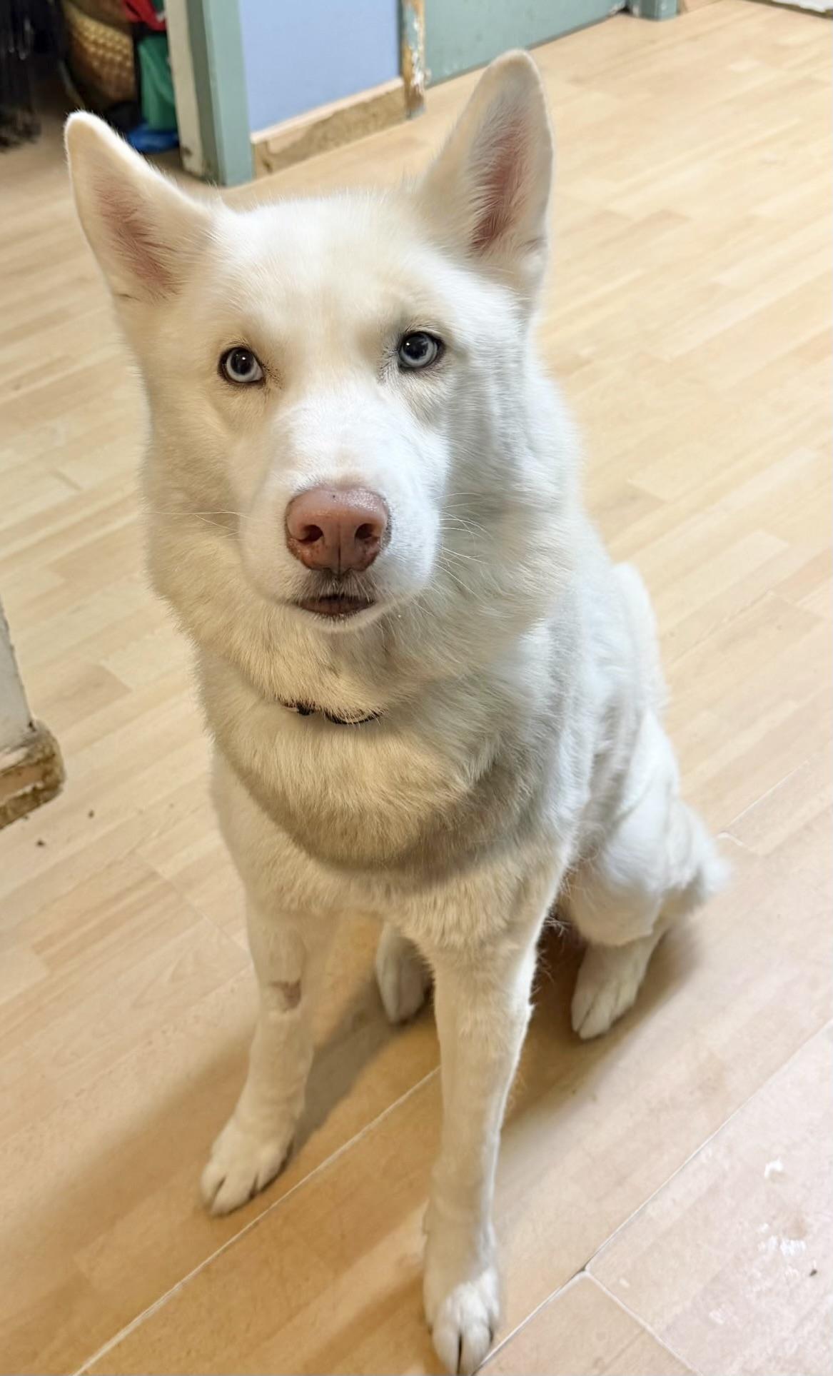 Samson, adopted, Adult Male Husky.