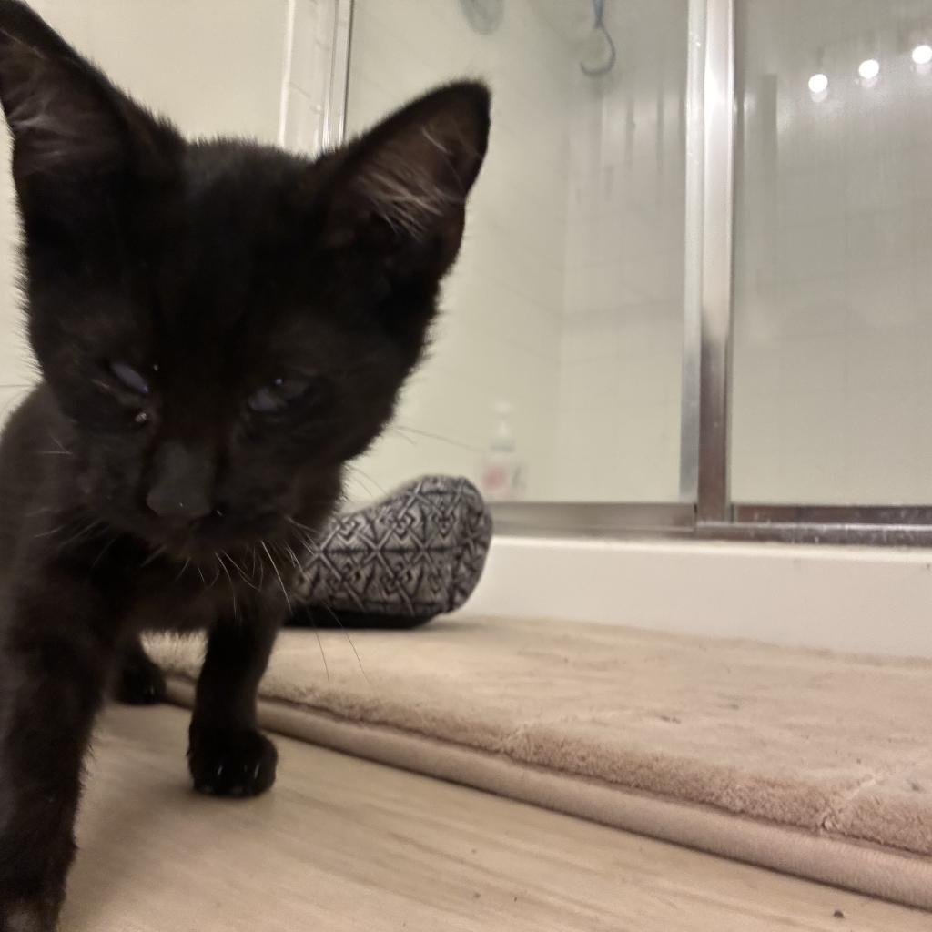 Lady, a Adoptable Domestic Short Hair in Bottineau, ND image 1/5