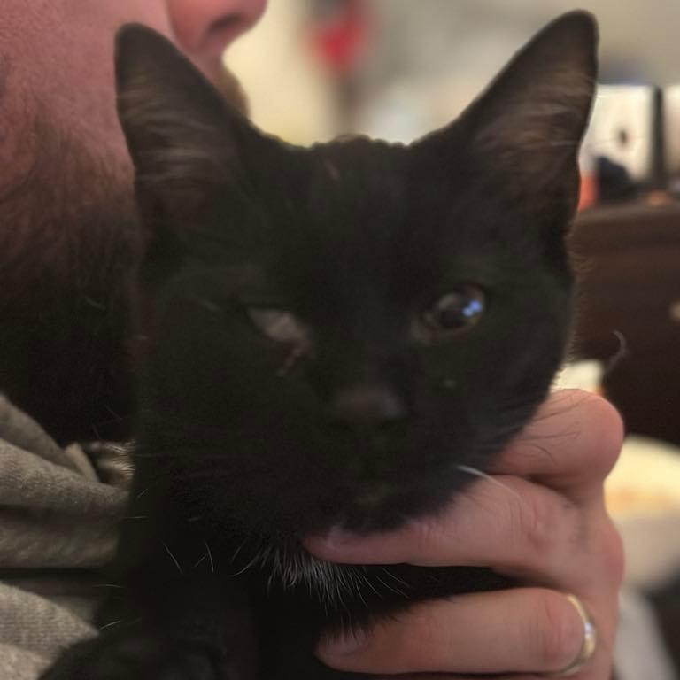 Lady, a Adoptable Domestic Short Hair in Bottineau, ND image 3/5