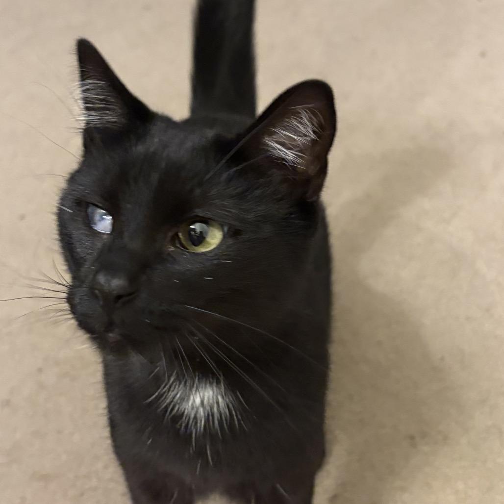 Lady, a Adoptable Domestic Short Hair in Bottineau, ND image 4/5