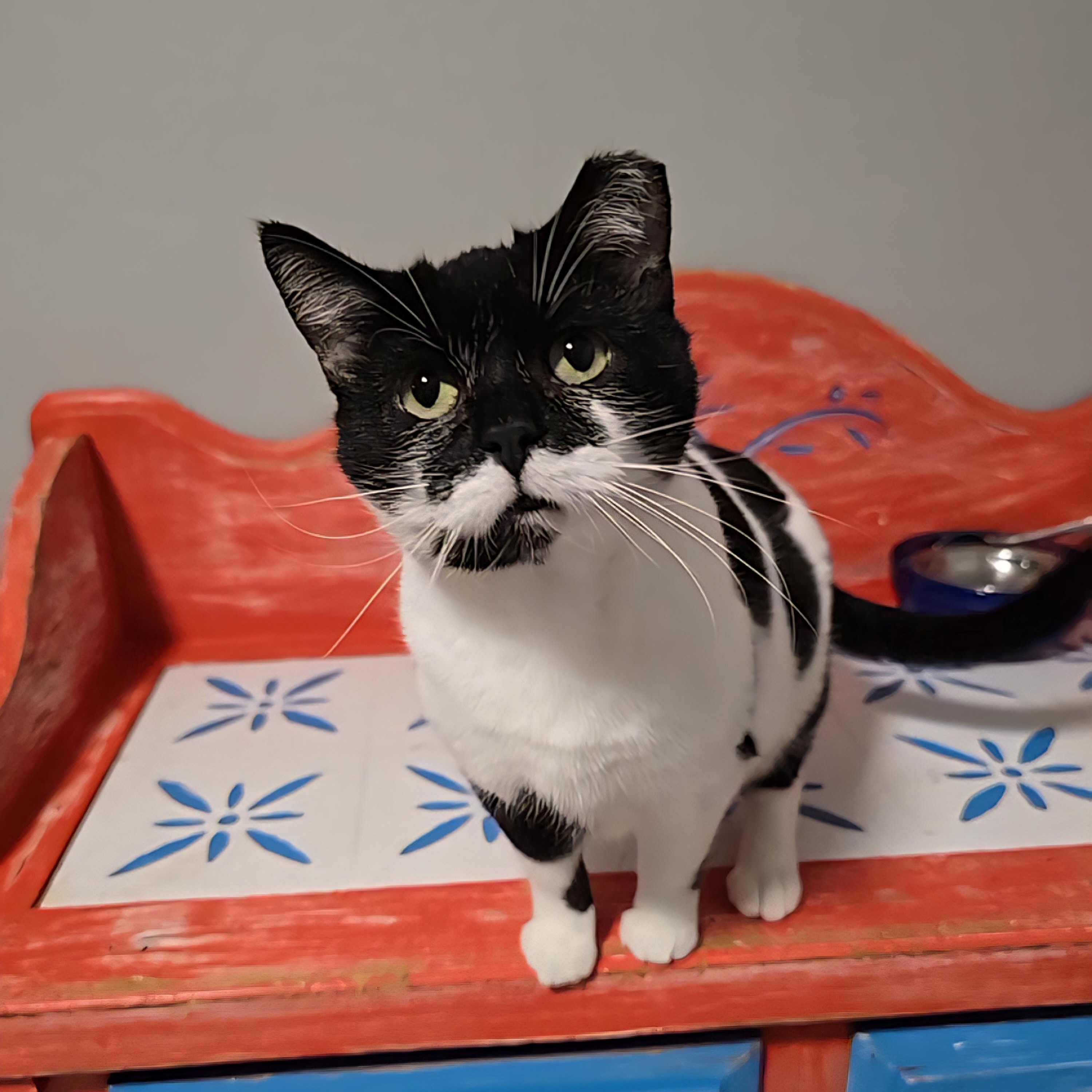 Bessie, an adoptable mixed breed in Big Lake, MN image 1/6