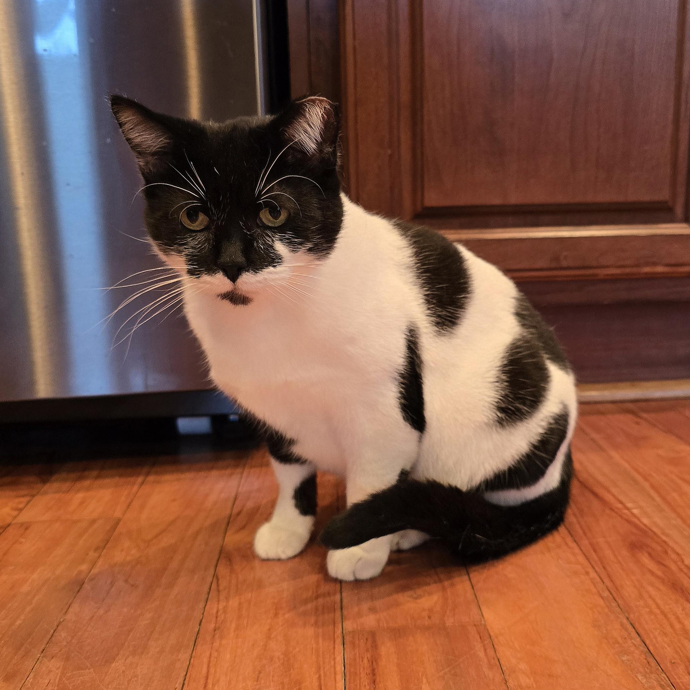 Bessie, adoptable, Adult Female Domestic Short Hair & Tuxedo.