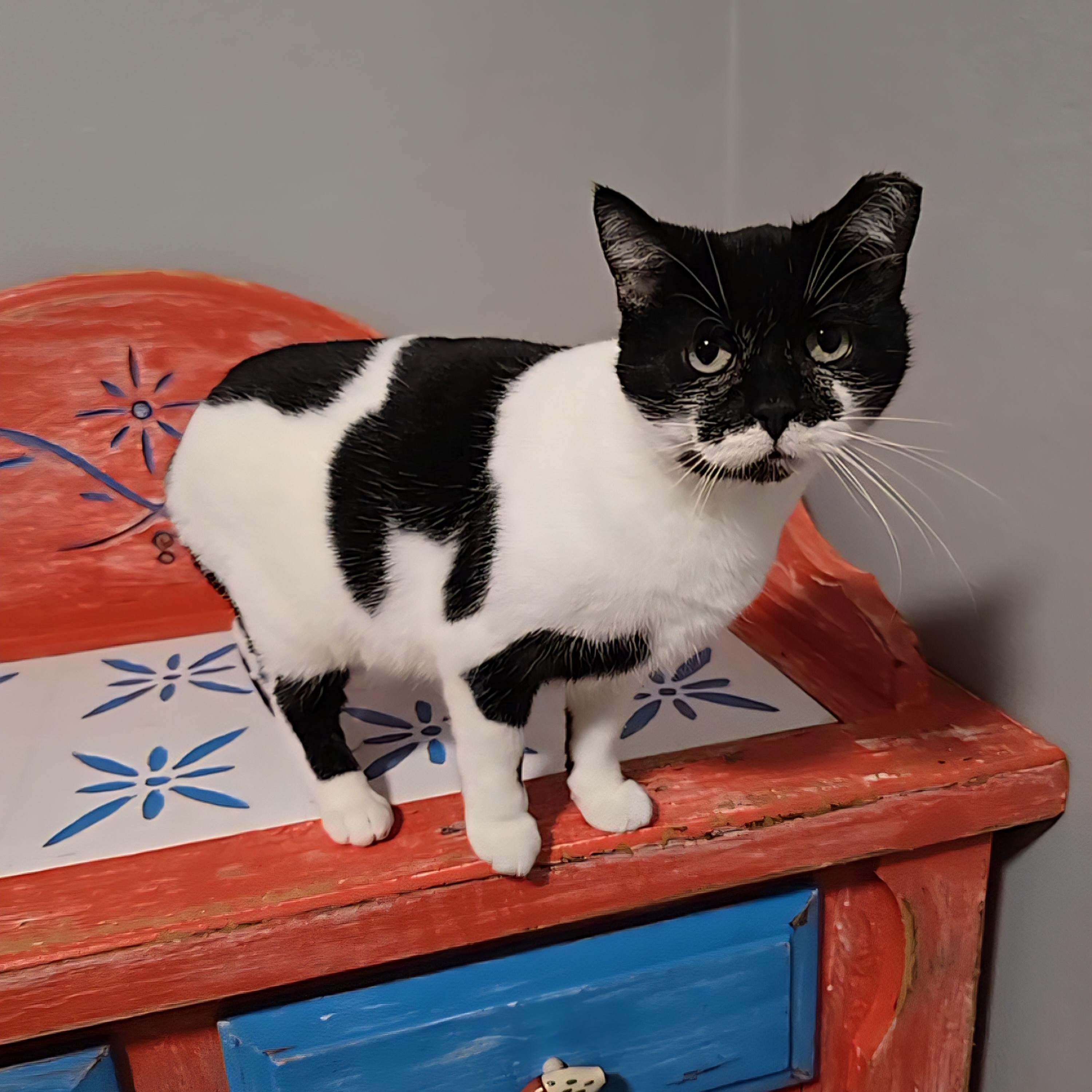 Bessie, an adoptable mixed breed in Big Lake, MN image 2/6