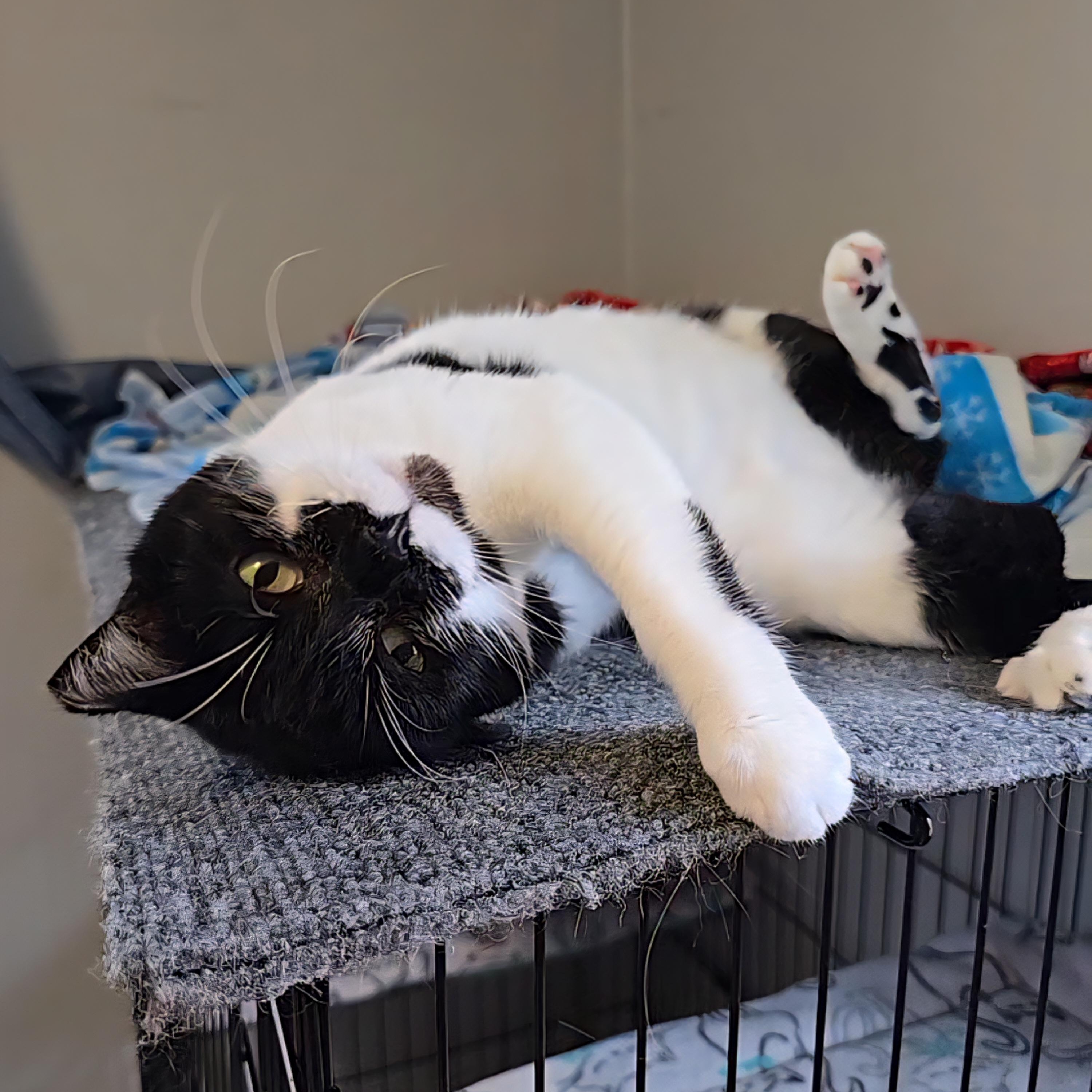 Bessie, an adoptable mixed breed in Big Lake, MN image 3/6