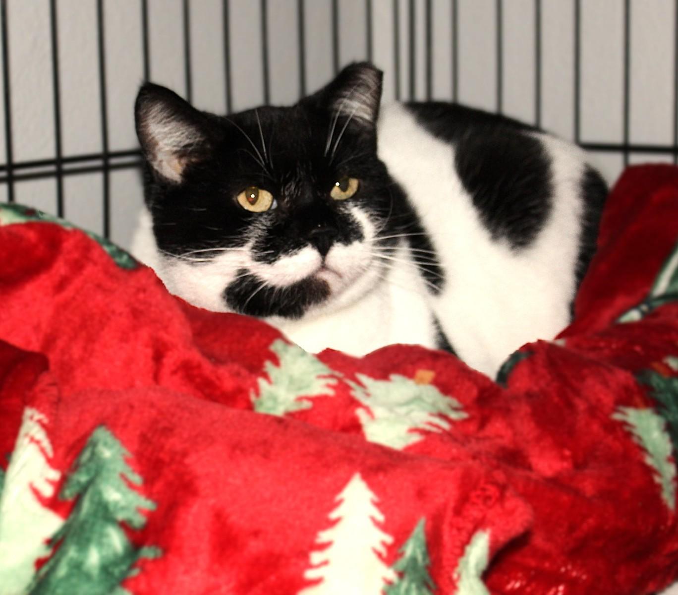 Bessie, an adoptable mixed breed in Big Lake, MN image 4/6