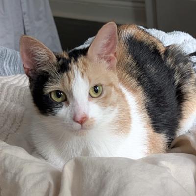 Penelope, ADOPTABLE, Adult Female Domestic Short Hair.