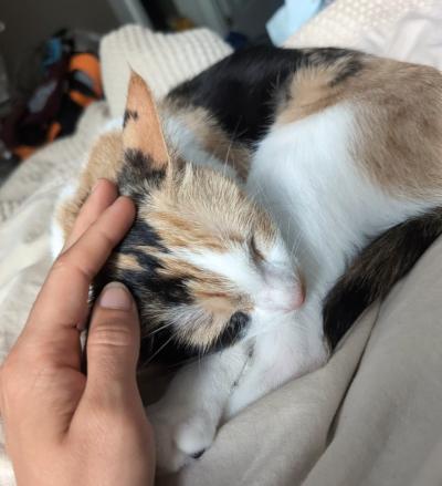 Penelope, a ADOPTABLE Domestic Short Hair in Mississauga, ON image 3/5