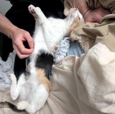 Penelope, a ADOPTABLE Domestic Short Hair in Mississauga, ON image 4/5
