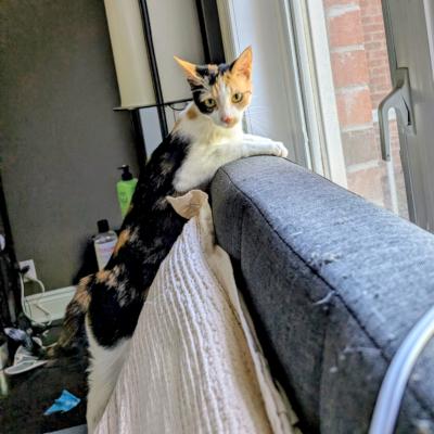 Penelope, a ADOPTABLE Domestic Short Hair in Mississauga, ON image 5/5