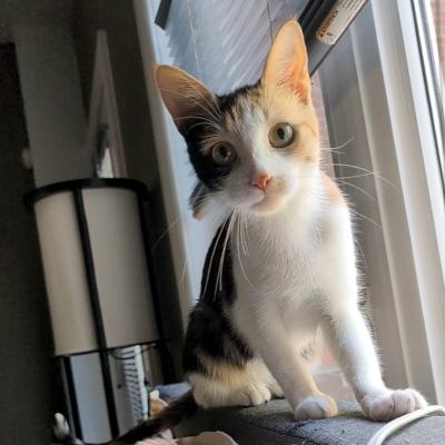 Penelope, a ADOPTABLE Domestic Short Hair in Mississauga, ON image 2/5