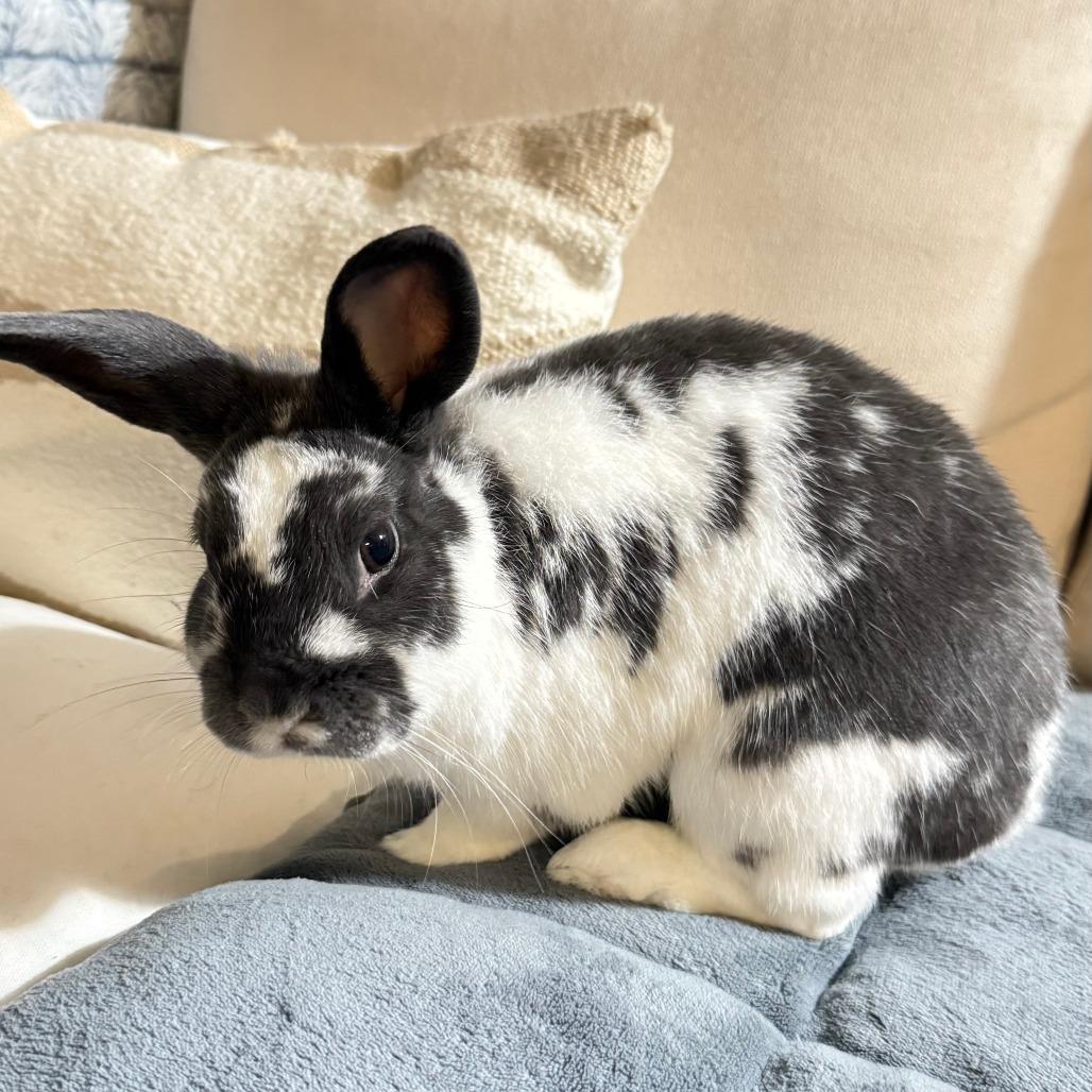 Enlarge Oreo, a Adoptable mixed breed in Napa, CA image 1/5