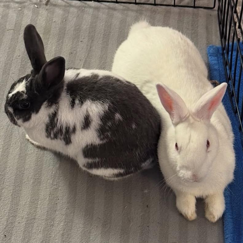 Enlarge Oreo, a Adoptable mixed breed in Napa, CA image 3/5