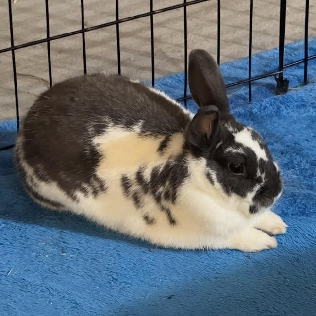 Enlarge Oreo, a Adoptable mixed breed in Napa, CA image 4/5