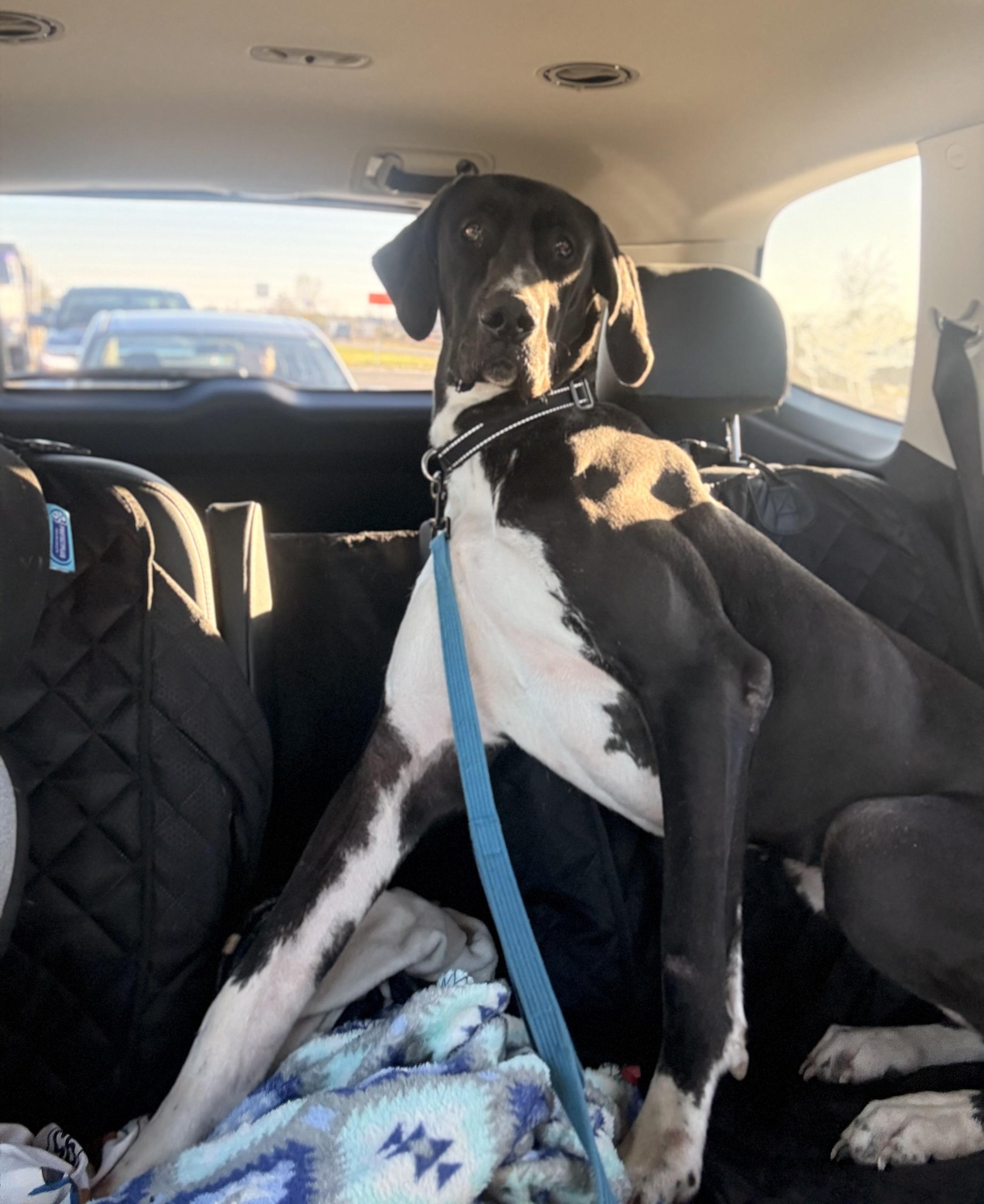 Enlarge Juno, an adopted Great Dane in Pensacola, FL image 1/1