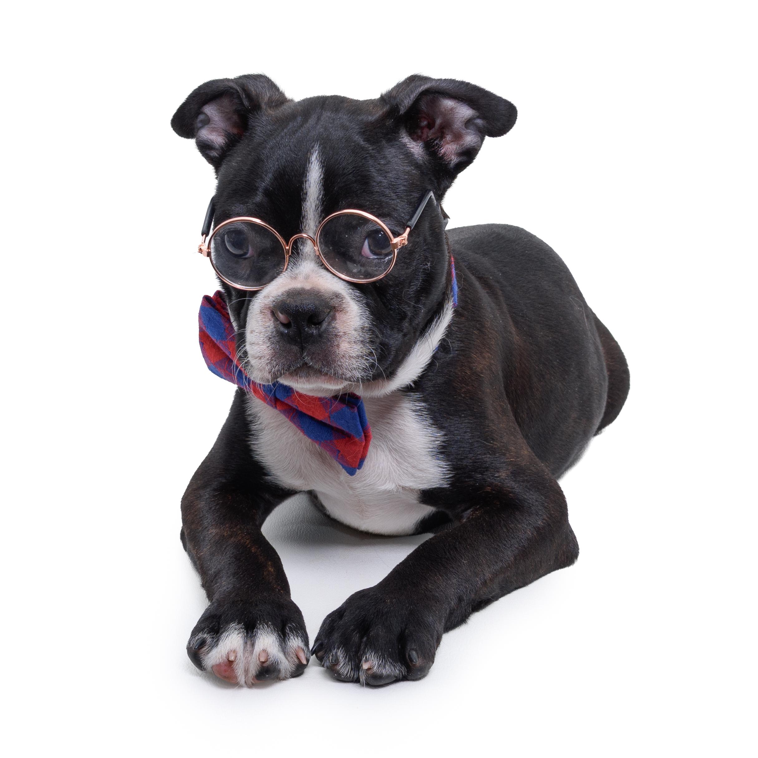 HIGGINS, Adoptable, Puppy Male Boston Terrier.