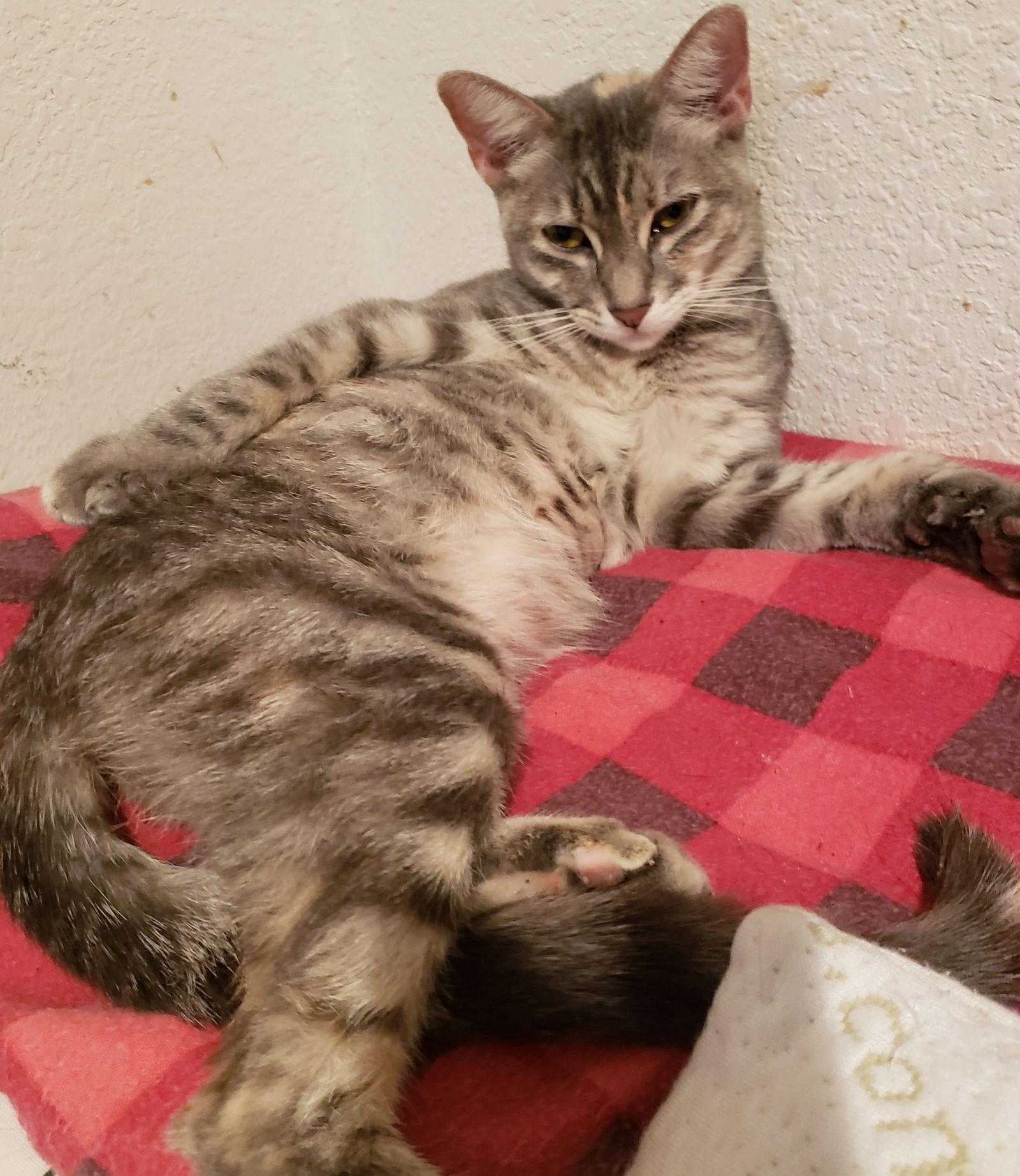 Keanu, Adoptable, Young Female Domestic Short Hair & Tabby.