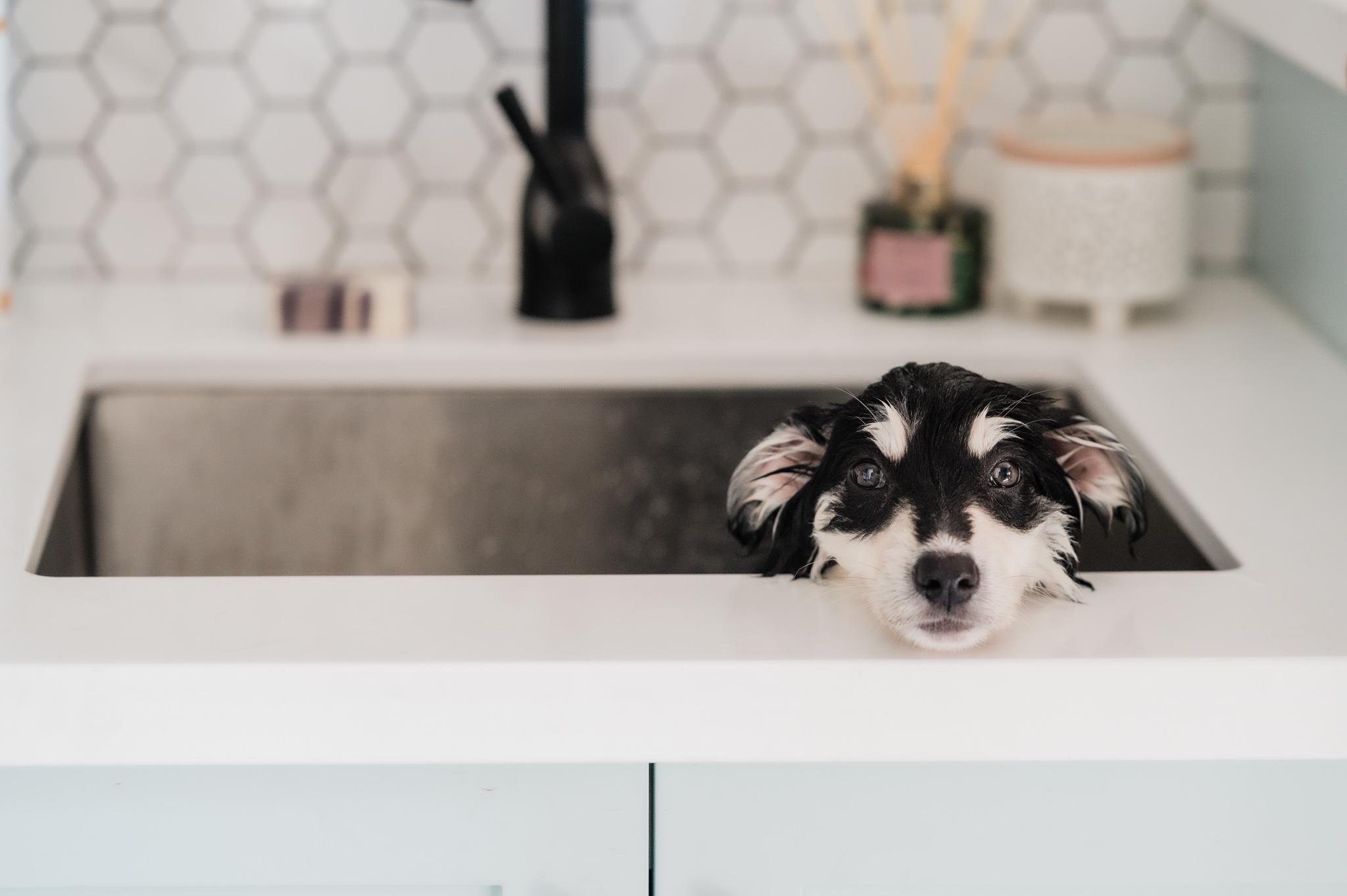 Nova, an adopted mixed breed in Mississauga , ON image 6/6