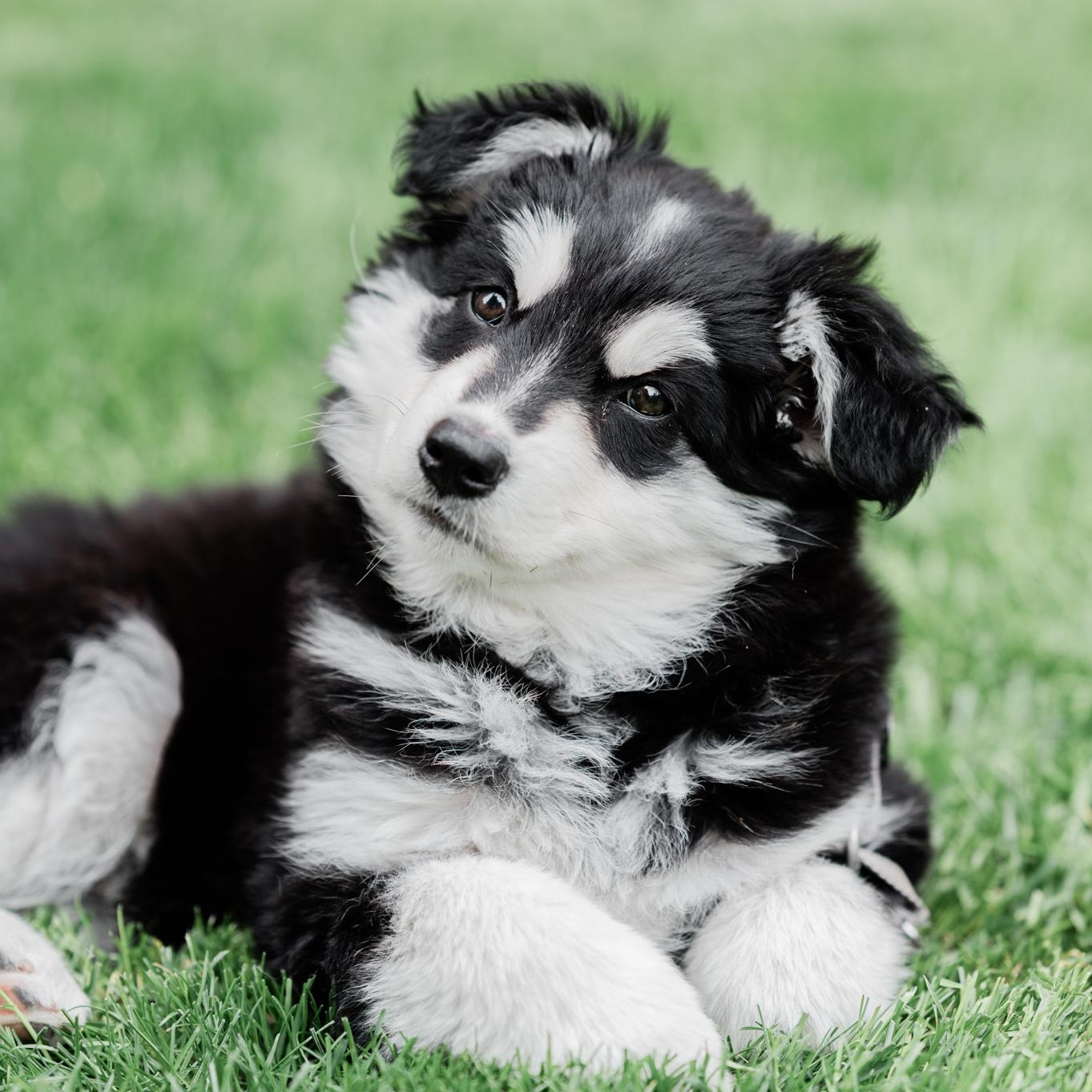 Nova, adopted, Puppy Female Siberian Husky.
