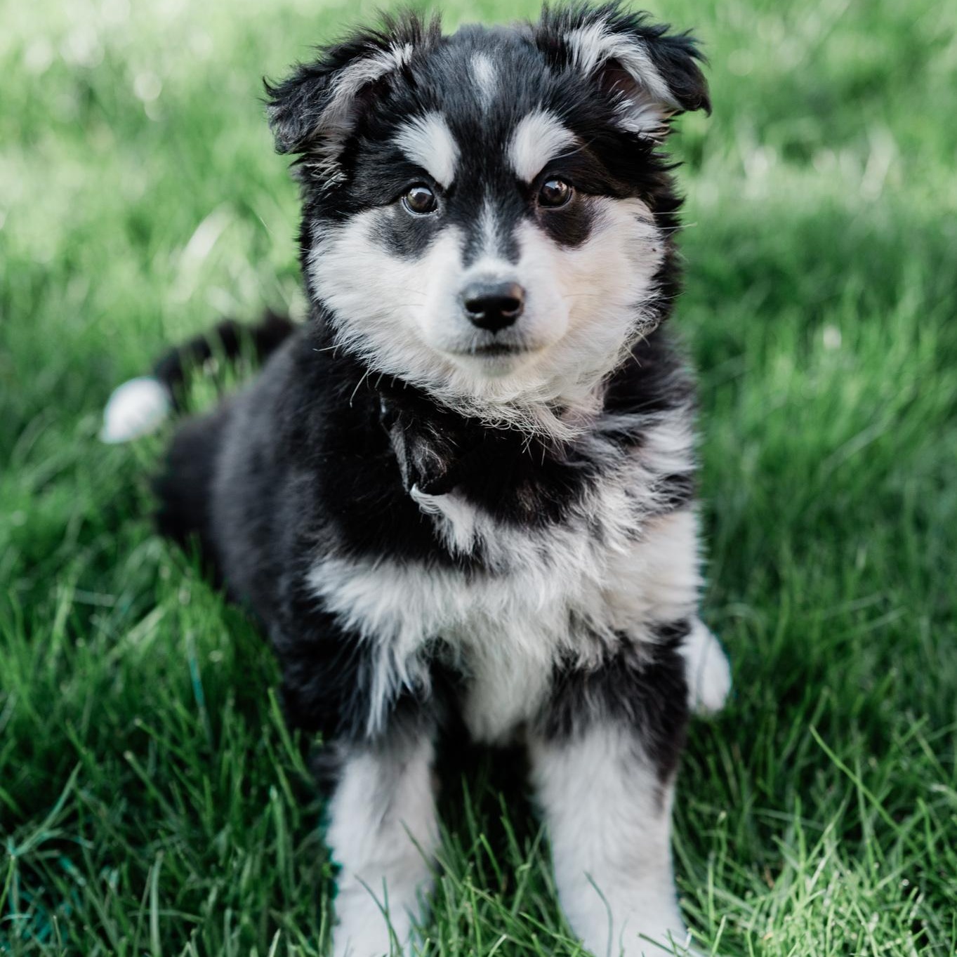 Nova, an adopted mixed breed in Mississauga , ON image 3/6
