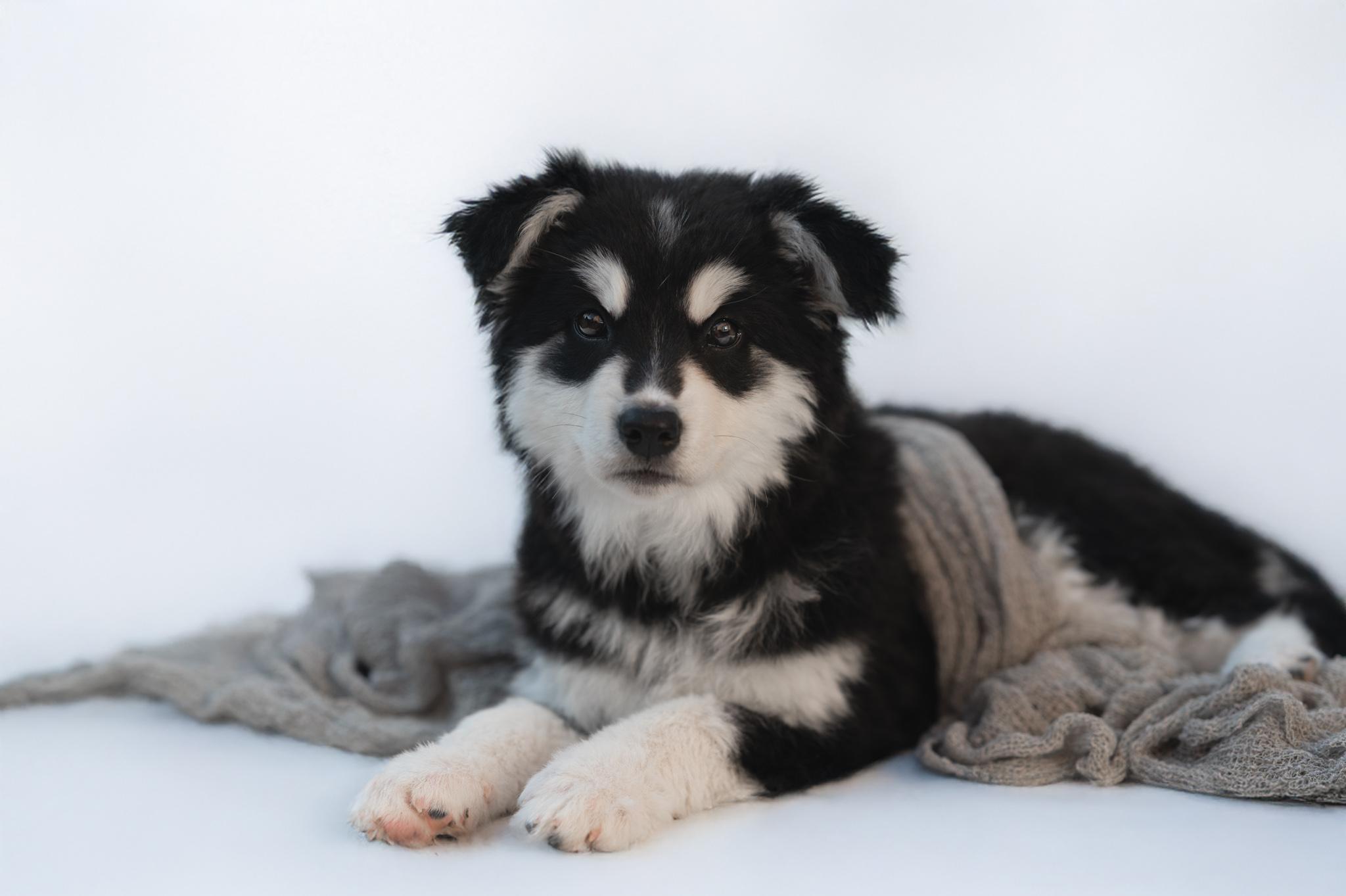 Nova, an adopted mixed breed in Mississauga , ON image 2/6