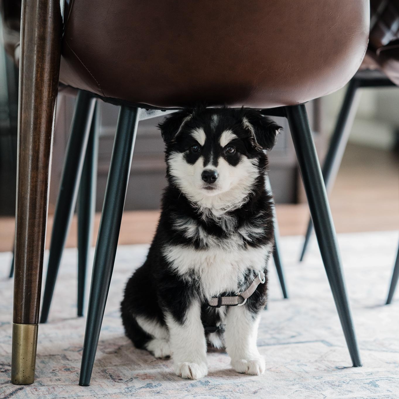 Nova, an adopted mixed breed in Mississauga , ON image 4/6