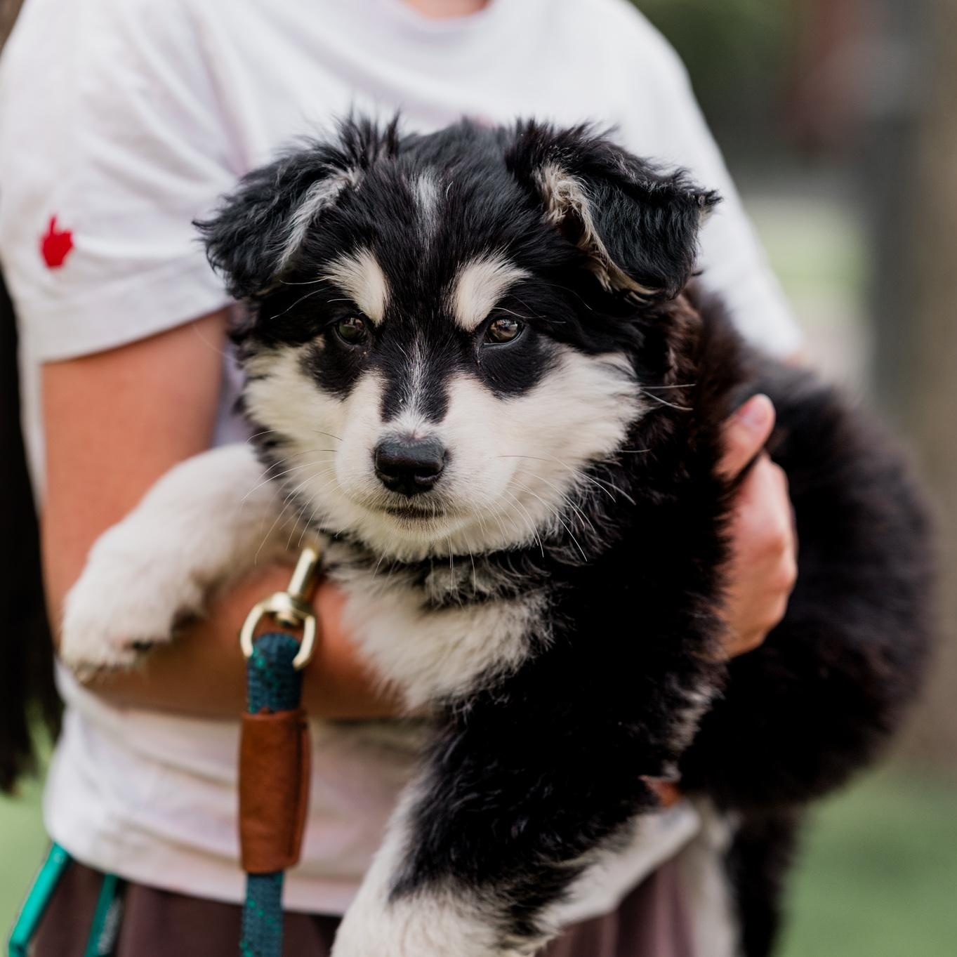 Nova, an adopted mixed breed in Mississauga , ON image 5/6