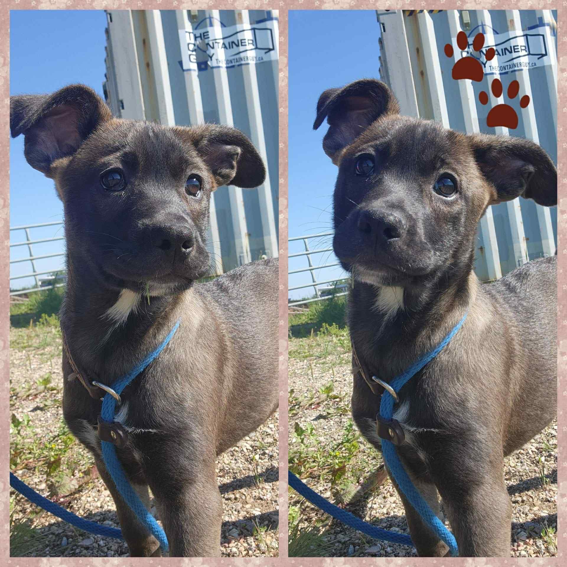 Skye, Baby Female Labrador Retriever