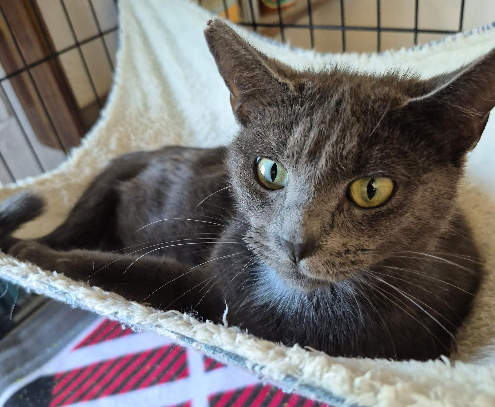 Star, Adoptable, Young Female Domestic Short Hair.
