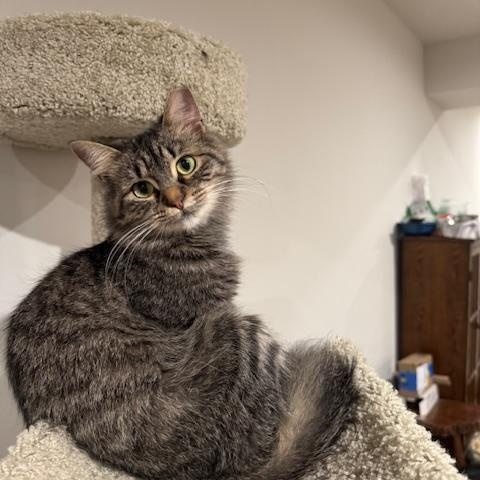 Eden, a Adoptable Domestic Medium Hair in Cleveland, OH image 2/5