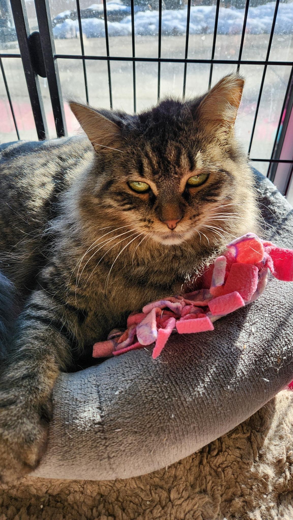 Eden, a Adoptable Domestic Medium Hair in Cleveland, OH image 4/5