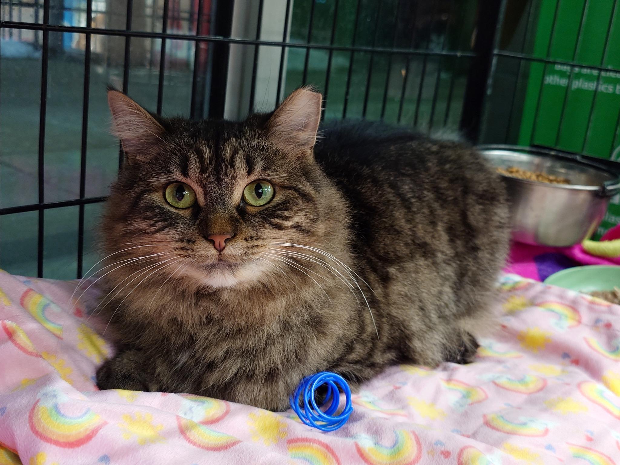 Enlarge Eden, a Adoptable Domestic Medium Hair in Cleveland, OH image 6/6