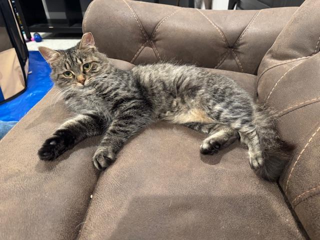 Eden, a Adoptable Domestic Medium Hair in Cleveland, OH image 3/5