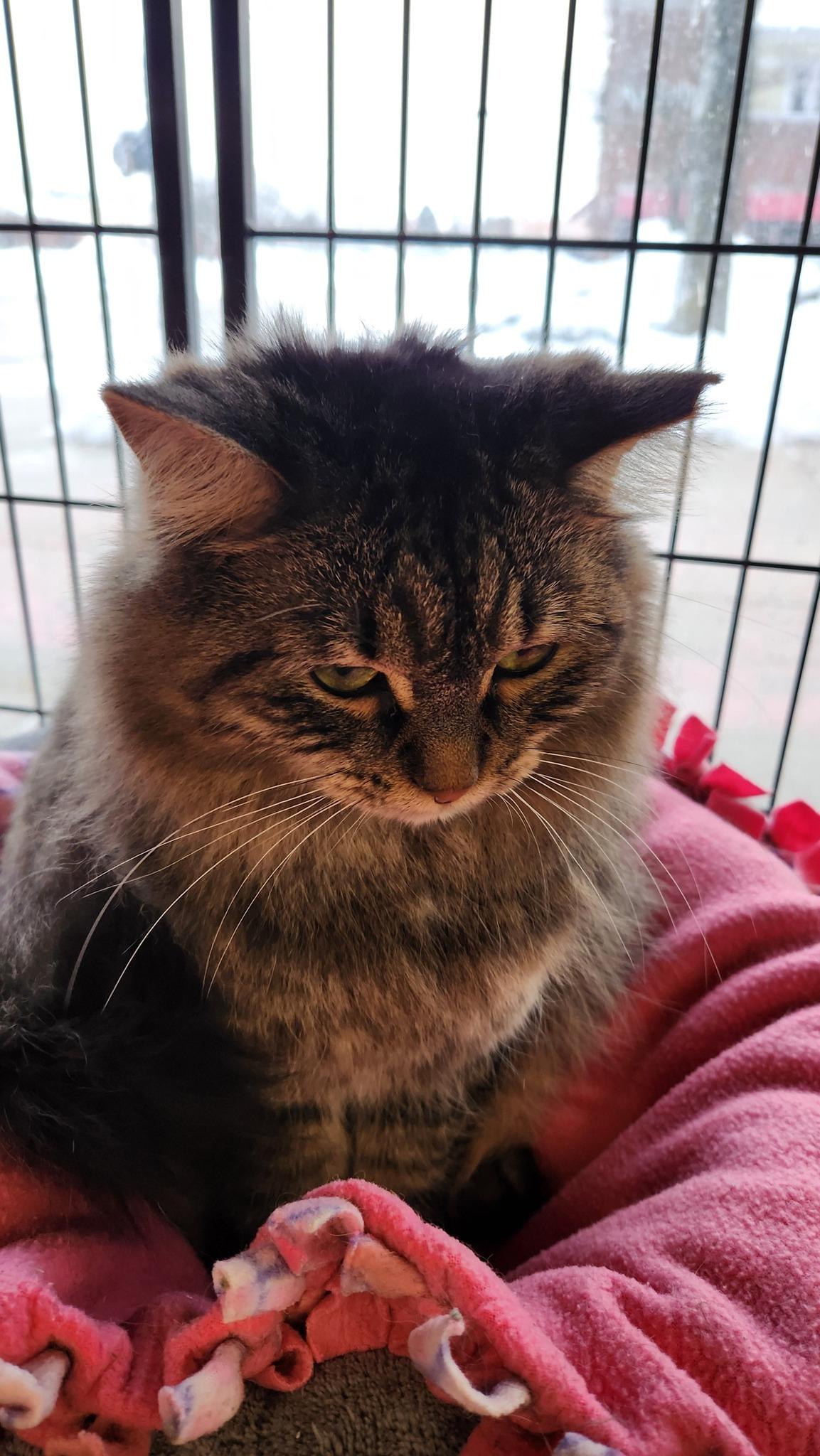 Eden, a Adoptable Domestic Medium Hair in Cleveland, OH image 5/5