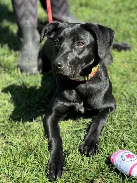 Prissy, Baby Female Black Labrador Retriever