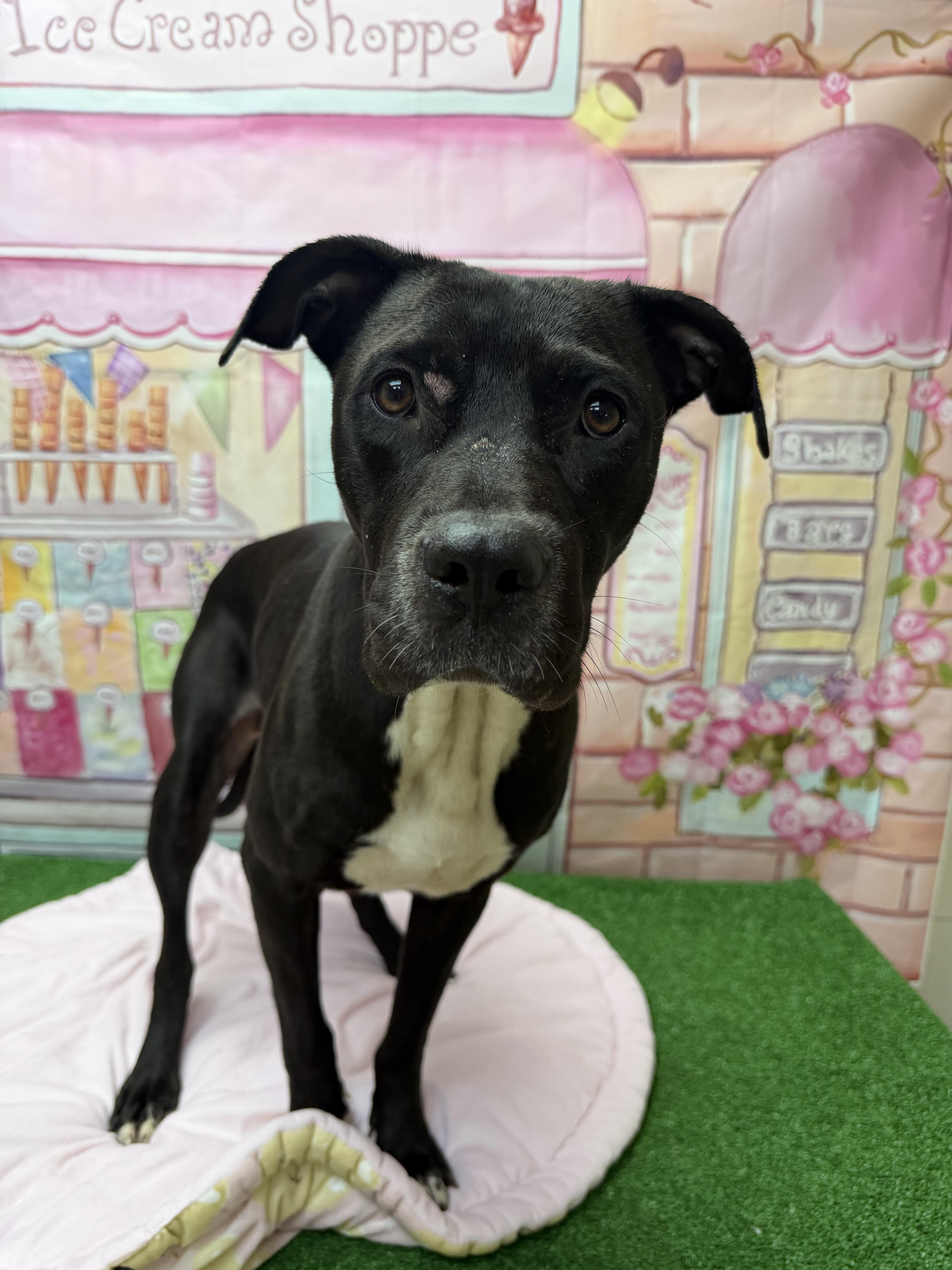 Julia, ADOPTABLE, Adult Female Pit Bull Terrier.