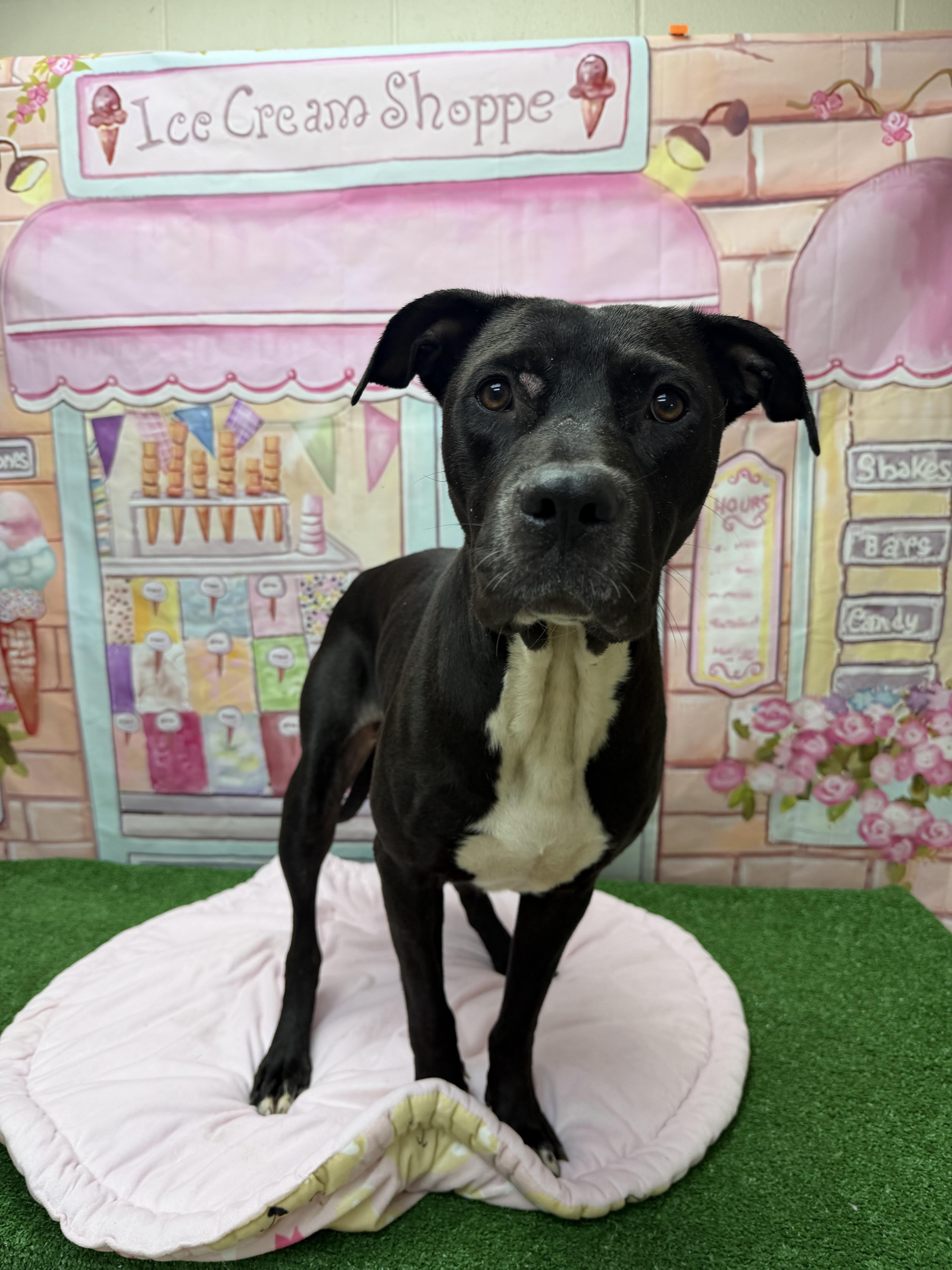 Julia, a ADOPTABLE mixed breed in Statesboro, GA image 2/2