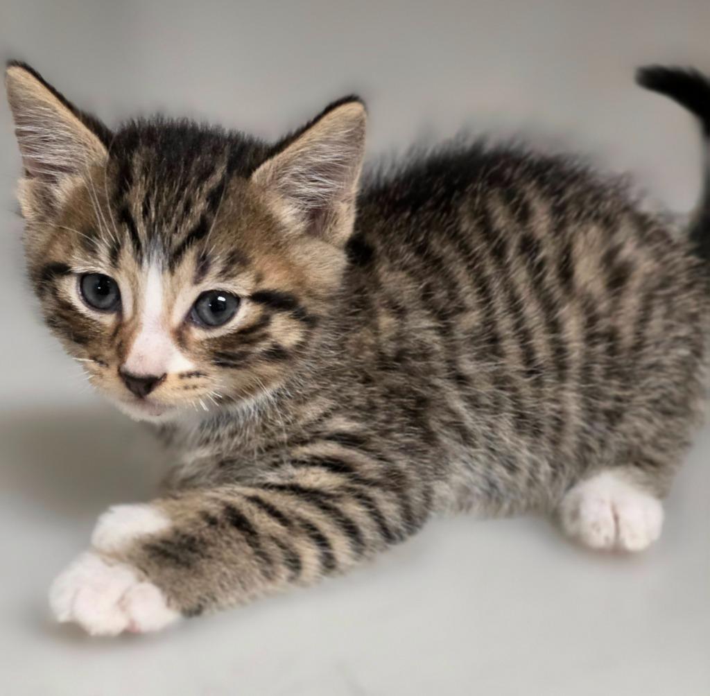 Kitten A, Adoptable, Kitten Male Domestic Short Hair.