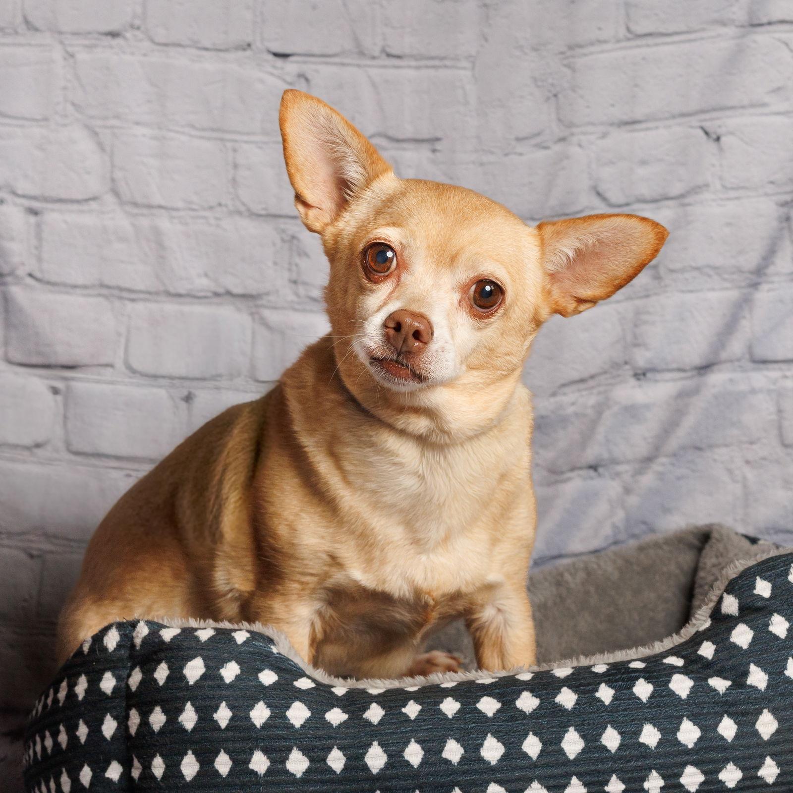 Nina, Adoptable, Senior Female Chihuahua.