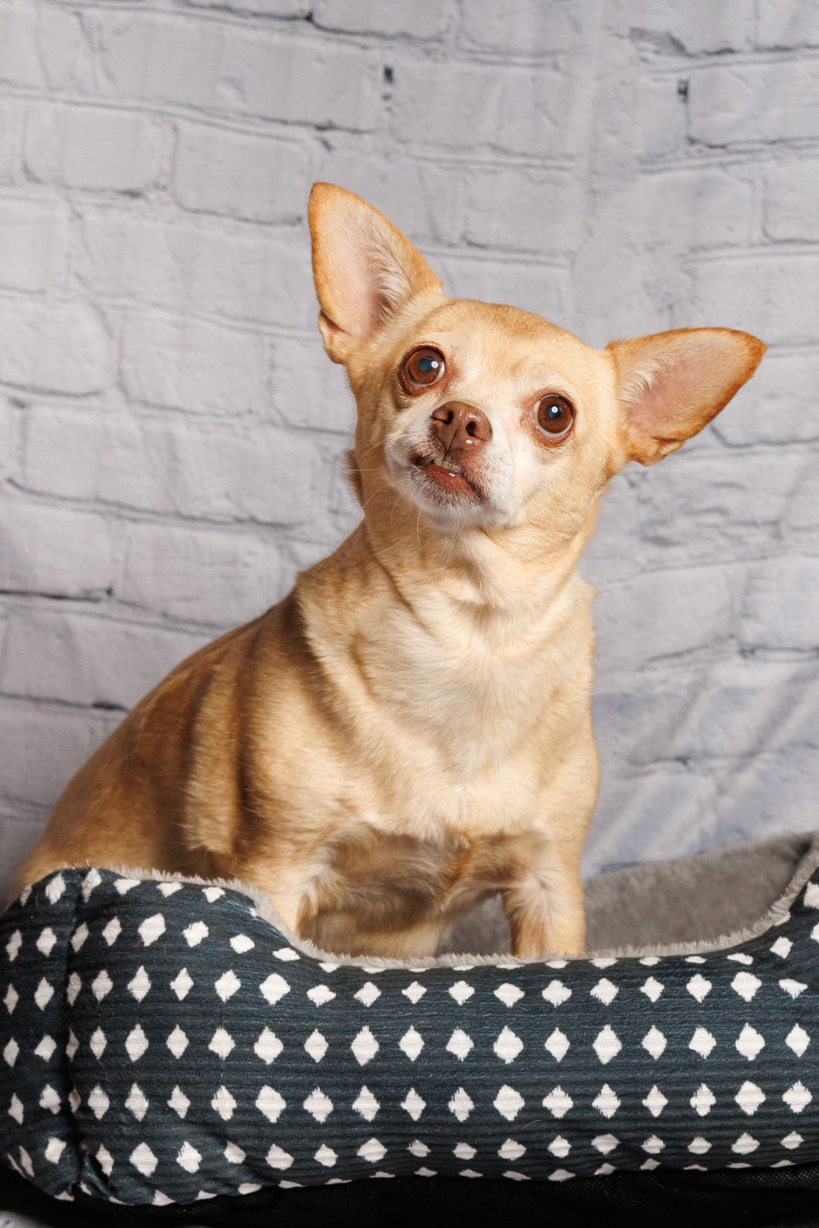 Enlarge Nina, a Adoptable Chihuahua in McKinney, TX image 2/3