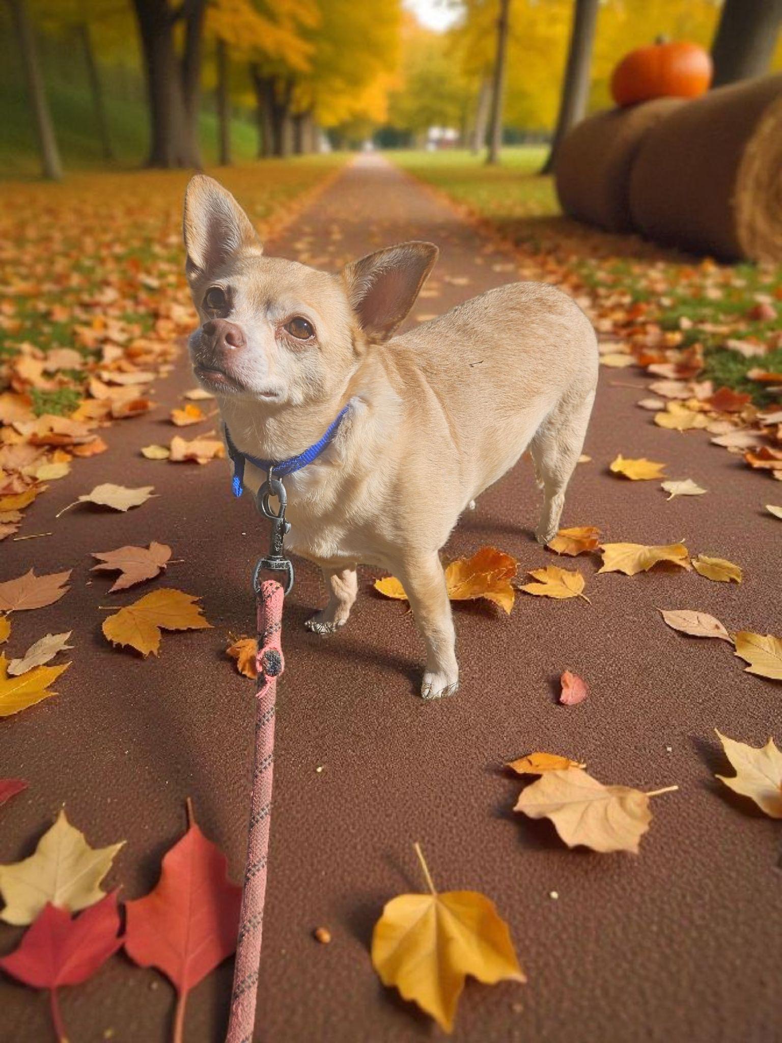 Nina, a Adoptable Chihuahua image 2/3