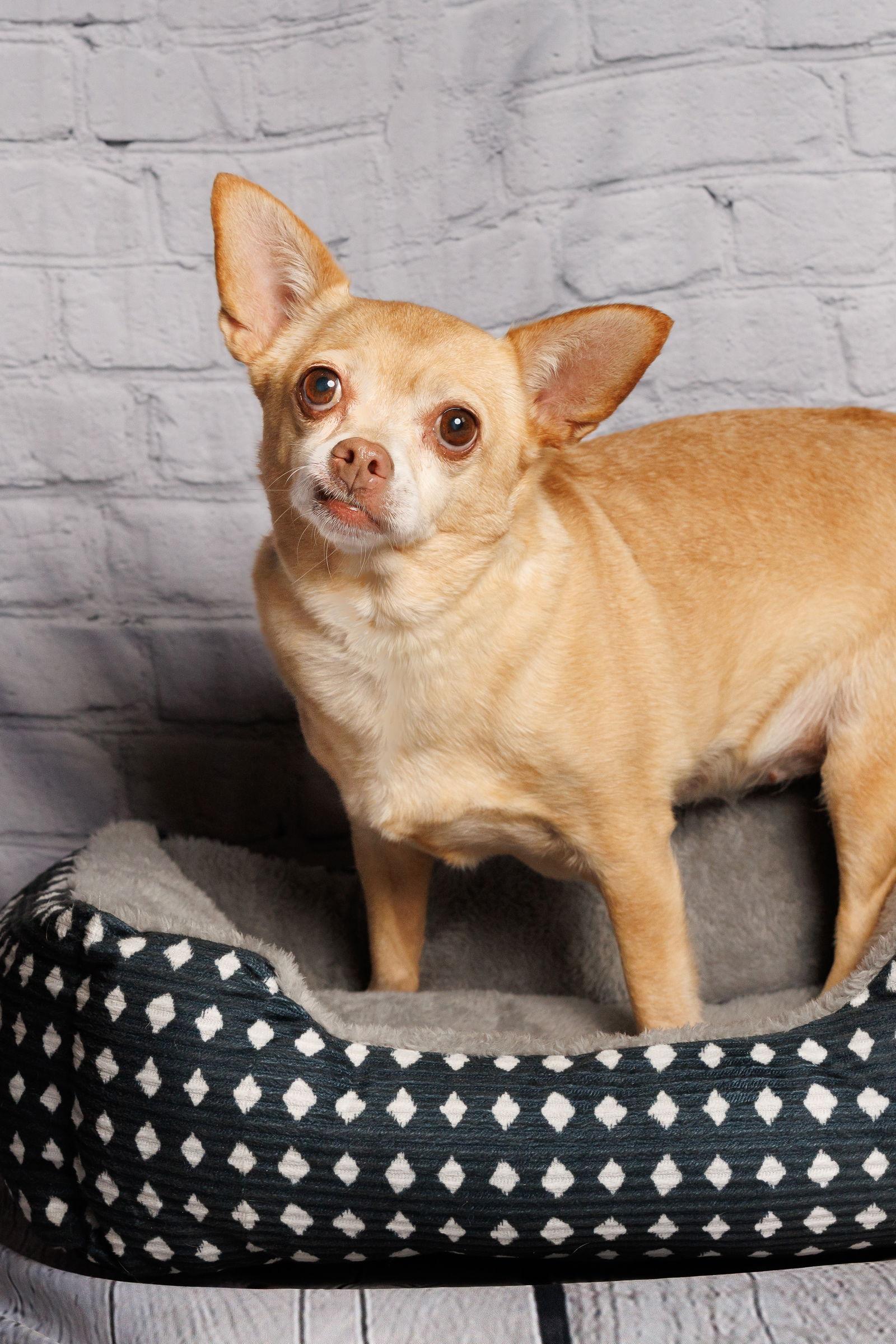 Enlarge Nina, a Adoptable Chihuahua in McKinney, TX image 3/3