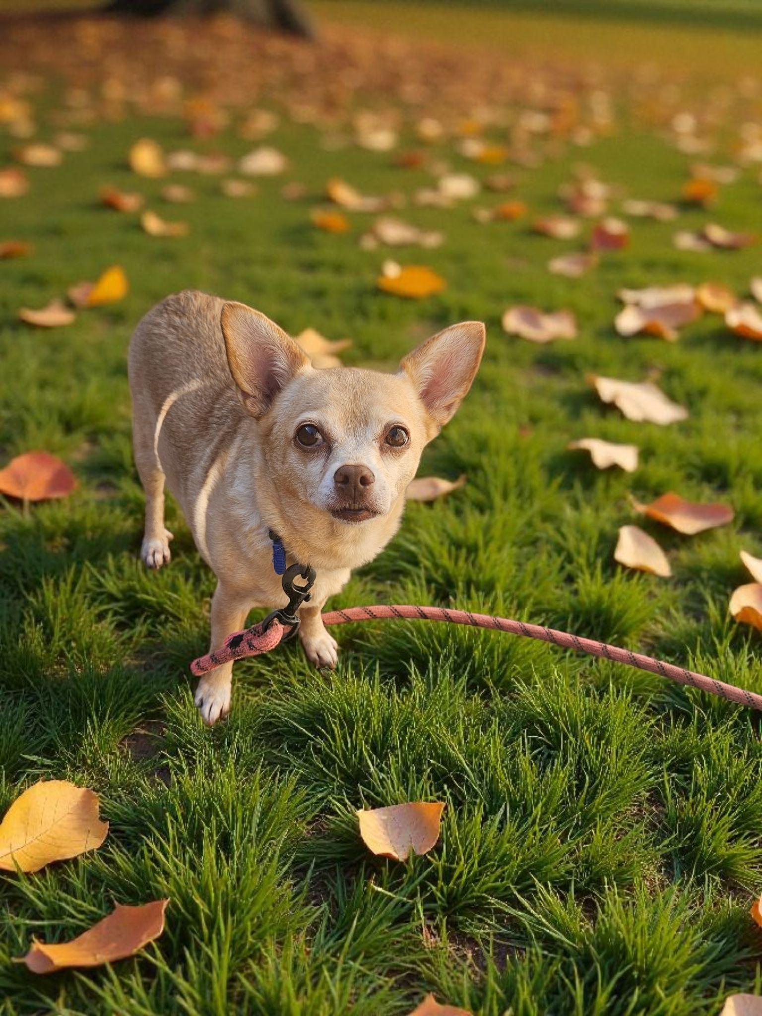 Nina, a Adoptable Chihuahua image 3/3