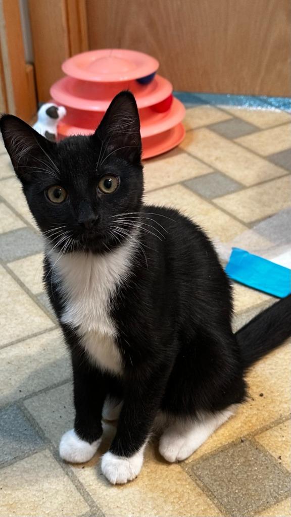 Enlarge Fuzz, a Adoptable mixed breed in Pitman, NJ image 1/4