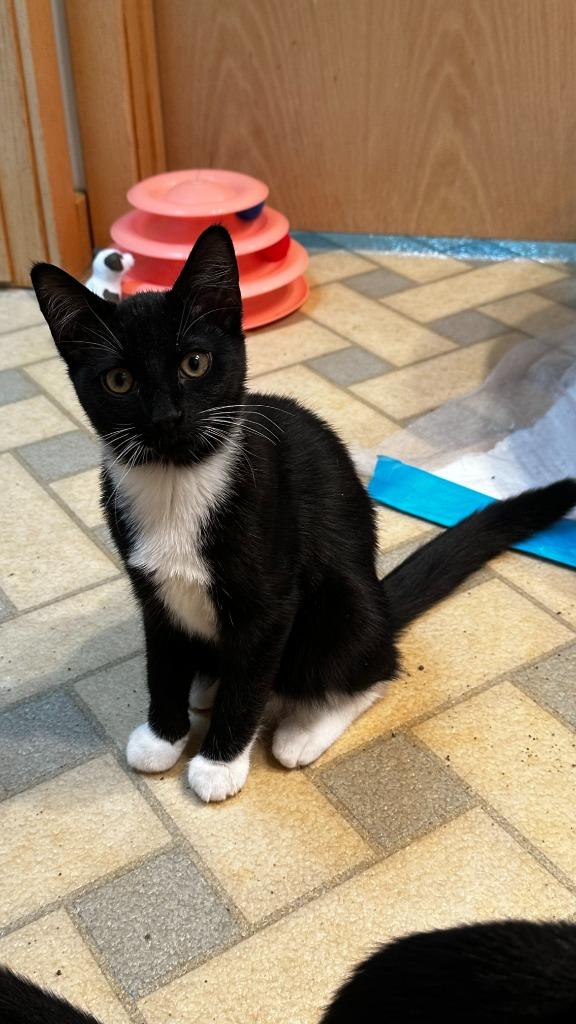 Enlarge Fuzz, a Adoptable mixed breed in Pitman, NJ image 2/4