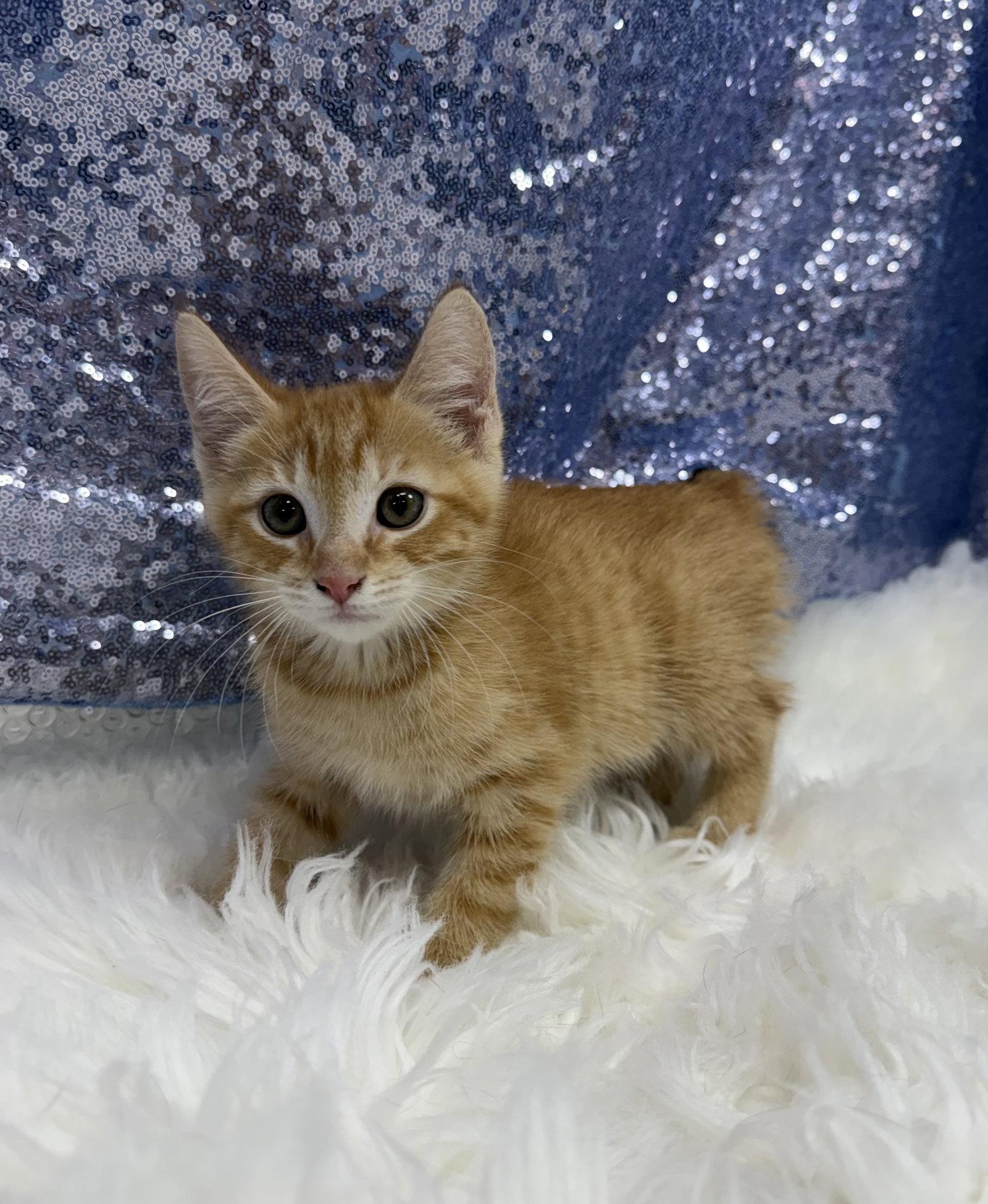 Crash, a Adoptable Domestic Short Hair in Clarkesville, GA image 1/3