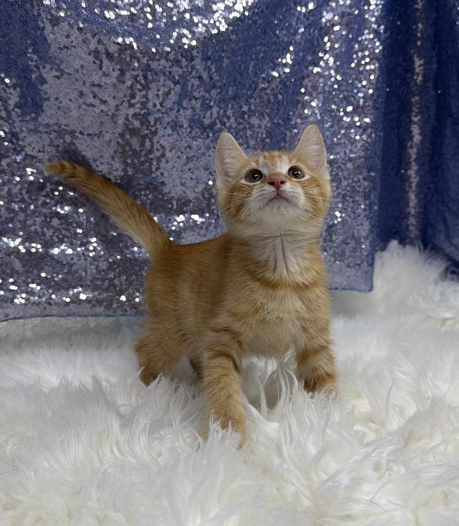 Crash, a Adoptable Domestic Short Hair in Clarkesville, GA image 2/3