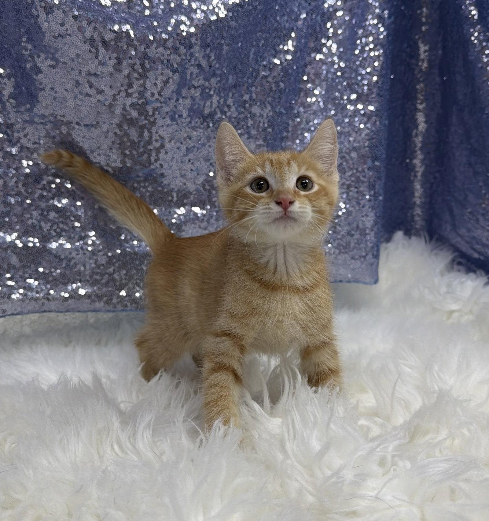 Crash, a Adoptable Domestic Short Hair in Clarkesville, GA image 3/3